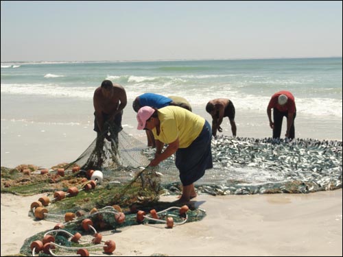 Mullet netted off Langezandt