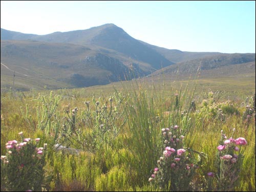 Fynbos in the Overberg