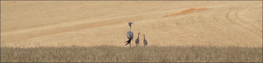 Blue crane mama and chicks near Napier, Overberg